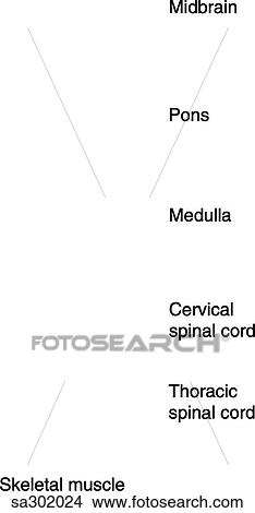 Labels of the brain, midbrain, pons, medulla, cervical spinal cord, thoracic spinal cord and skeletal muscle. View Large Illustration Stock Illustration - Labels of the brain, midbrain, pons, medulla, cervical spinal cord, thoracic spinal cord and skeletal muscle.. Fotosearch