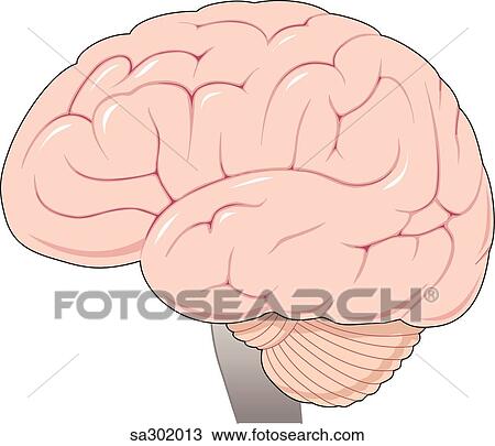 Drawing - Lateral view of newborn brain.. Fotosearch