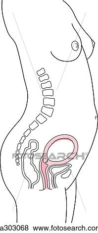 Lateral view of pregnant woman and uterus during the third month of the first trimester of pregnancy. View Large Illustration Stock Illustration - Lateral view of pregnant woman and uterus during the third month of the first trimester of pregnancy.. Fotosearch