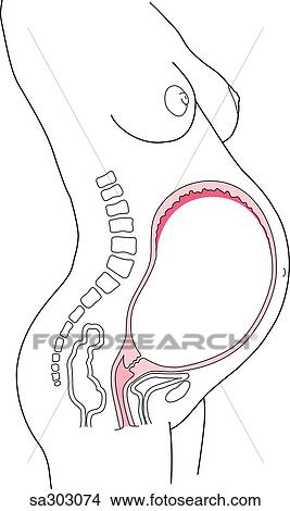 Stock Illustration - Lateral view of pregnant woman and uterus during the ninth month of the third trimester of pregnancy.. Fotosearch