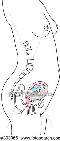 Stock Illustration - Lateral view of pregnant woman, uterus and fetus during the third month of the first trimester of pregnancy.. Fotosearch