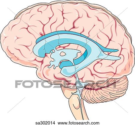 Lateral view of the brain and brainstem illustrating the ventricular system of those structures. View Large Illustration Stock Illustration - Lateral view of the brain and brainstem illustrating the ventricular system of those structures.. Fotosearch