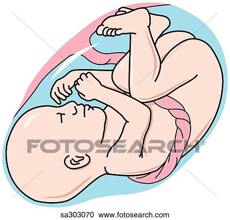 Clipart - Lateral view of the fetus during the sixth month of the second trimester of pregnancy.. Fotosearch