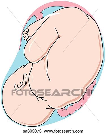 Lateral view of the fetus during the ninth month of the third trimester of pregnancy. View Large Illustration Drawing - Lateral view of the fetus during the ninth month of the third trimester of pregnancy.. Fotosearch