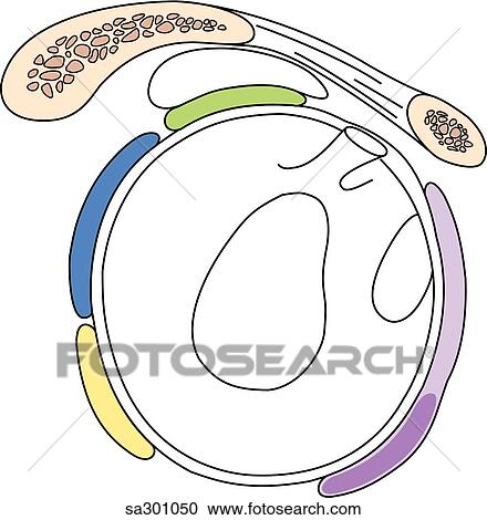 Clipart - Lateral view of the rotator cuff area.. Fotosearch