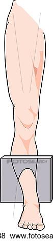 Level of section is indicated in image of leg. View Large Illustration Stock Illustration - Level of section is indicated in image of leg.. Fotosearch