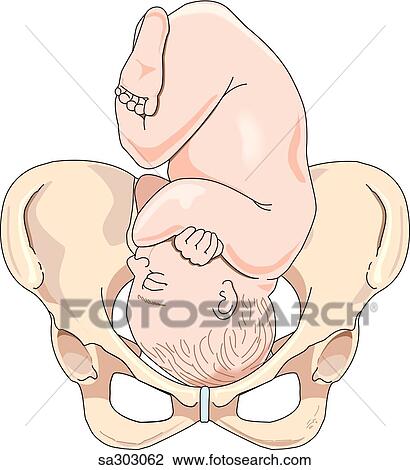 Drawing - Maternal pelvis with a full term fetus in a normal presentation for birth.. Fotosearch