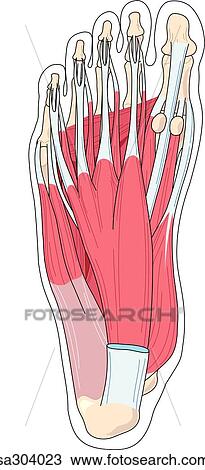 Plantar view of foot illustrating the muscles and tendons of that region. View Large Illustration Drawing - Plantar view of foot illustrating the muscles and tendons of that region.. Fotosearch