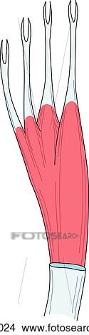 Stock Illustration - Plantar view of foot illustrating the superficial muscles and tendons of that region.. Fotosearch