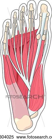 Plantar view of foot illustrating the deep muscles and tendons of that region. View Large Illustration Stock Illustration - Plantar view of foot illustrating the deep muscles and tendons of that region.. Fotosearch
