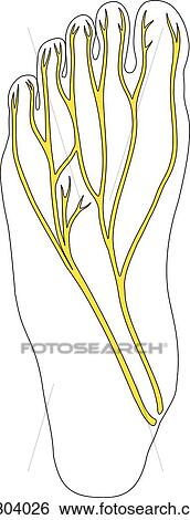 Stock Illustration - Plantar view of the foot illustrating the plantar nerves.. Fotosearch