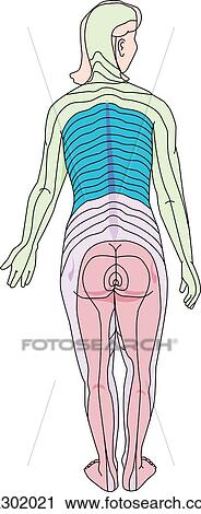 Clip Art - Posterior view of an adult female demonstrating the dermatomes of the body.. Fotosearch