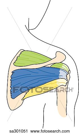 Posterior view of the rotator cuff area. View Large Illustration Clip Art - Posterior view of the rotator cuff area.. Fotosearch