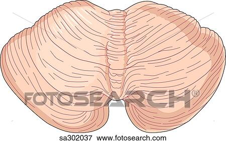 Posterior view of the superior cerebellum of the brain. View Large Illustration Stock Illustration - Posterior view of the superior cerebellum of the brain.. Fotosearch
