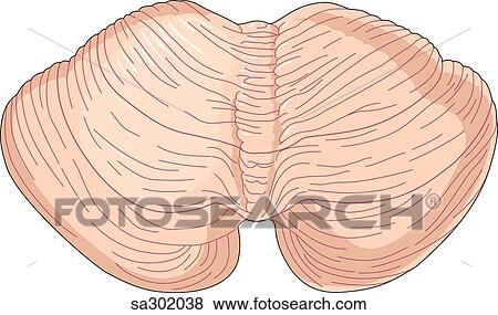 Stock Illustration - Posterior view of the superior cerebellum of the brain.. Fotosearch