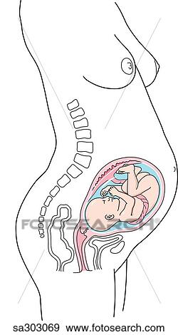 Stock Illustration of Lateral view of pregnant woman, uterus and fetus ...