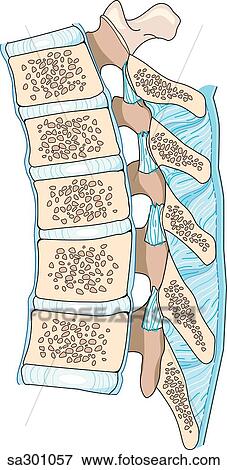 Stock Illustration - Sagittal section of spine showing anatomy of the vertebrae and intervertebral disks.. Fotosearch