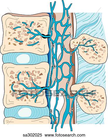 Sagittal section of vertebral column showing epidural space and venous supply of disks. View Large Illustration Stock Illustration - Sagittal section of vertebral column showing epidural space and venous supply of disks.. Fotosearch