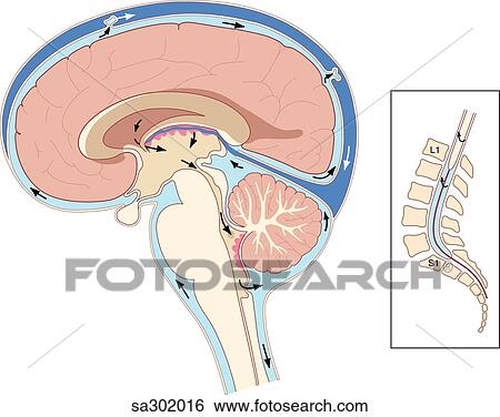 Stock Illustration - Sagittal view of brain and end of spinal cord illustrating the directional flow of cerebrospinal fluid through the ventricles and subarachnoid spaces. . Fotosearch