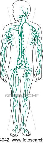 Schematic anterior view of a male adult demonstrating the lymphatic system and location of the lymph nodes. View Large Illustration Drawing - Schematic anterior view of a male adult demonstrating the lymphatic system and location of the lymph nodes.. Fotosearch