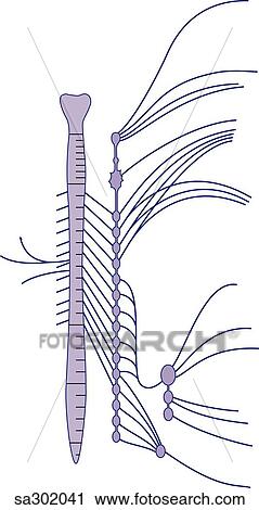 Clip Art - Schematic illustration showing the components of the sympathetic nervous system and the spinal nerves.. Fotosearch