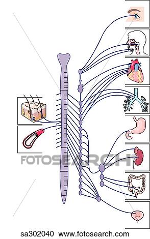 Schematic illustration showing the components of the sympathetic nervous system, the spinal nerves and the organs they innervate. View Large Illustration Clipart - Schematic illustration showing the components of the sympathetic nervous system, the spinal nerves and the organs they innervate. . Fotosearch