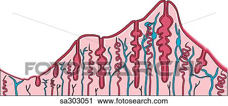 Schematic representation of the lining of the uterus during the various stages of menstruation. View Large Illustration Clip Art - Schematic representation of the lining of the uterus during the various stages of menstruation.. Fotosearch