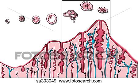 Schematic representation of the lining of the uterus during the various stages of menstruation and the changes that the egg undergoes. View Large Illustration Stock Illustration - Schematic representation of the lining of the uterus during the various stages of menstruation and the changes that the egg undergoes.. Fotosearch
