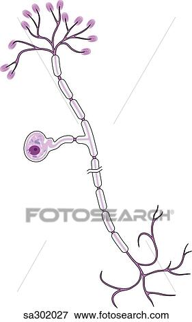 sensory neuron showing myelin sheaths, dendrites, nerve cell bodies and axons. View Large Illustration Stock Illustration - sensory neuron showing myelin sheaths, dendrites, nerve cell bodies and axons.. Fotosearch