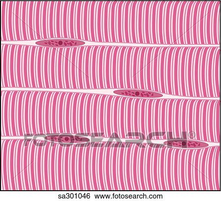 Stock Illustration - Skeletal muscle.. Fotosearch