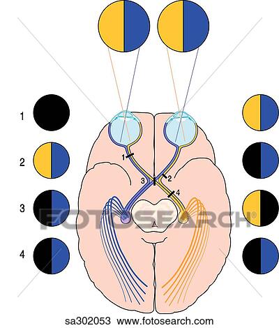 Drawing - Superior schematic view of the brain, optic tract and eyes demonstrating the visual pathway.. Fotosearch