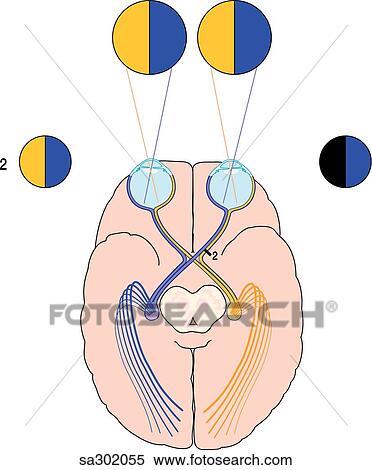 Superior schematic view of the brain, optic tract and eyes demonstrating the visual pathway 2. View Large Illustration Stock Illustration - Superior schematic view of the brain, optic tract and eyes demonstrating the visual pathway 2.. Fotosearch