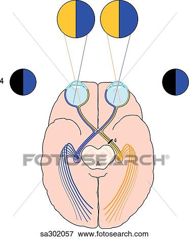 Superior schematic view of the brain, optic tract and eyes demonstrating the visual pathway 4. View Large Illustration Stock Illustration - Superior schematic view of the brain, optic tract and eyes demonstrating the visual pathway 4.. Fotosearch