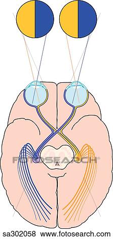 Stock Illustration - Superior schematic view of the brain, optic tract and eyes demonstrating the visual pathway 5.. Fotosearch