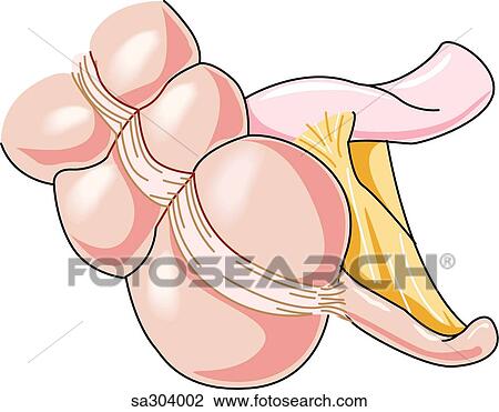 Drawing - The appendix.. Fotosearch