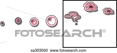 The changes that the egg undergoes during the menstrual cycle. View Large Illustration Clipart - The changes that the egg undergoes during the menstrual cycle.. Fotosearch