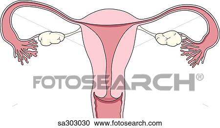 Clipart -  the female reproductive system.. Fotosearch