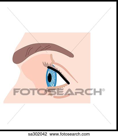 The sympathetic nervous system innervates the eyes. View Large Illustration Drawing - The sympathetic nervous system innervates the eyes.. Fotosearch