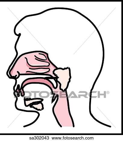 The sympathetic nervous system innervates the pharynx and nasopharynx. View Large Illustration Drawing - The sympathetic nervous system innervates the pharynx and nasopharynx.. Fotosearch