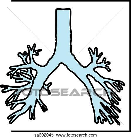 The sympathetic nervous system innervates the bronchi. View Large Illustration Stock Illustration - The sympathetic nervous system innervates the bronchi.. Fotosearch