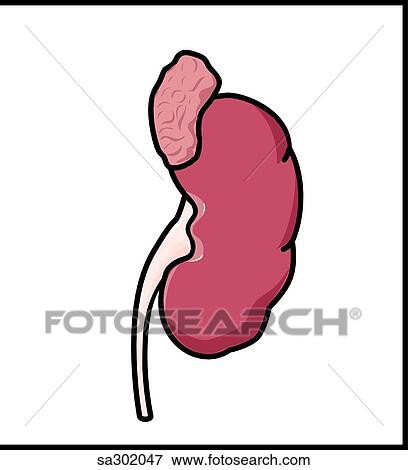 The sympathetic nervous system innervates the kidneys and adrenal glands. View Large Illustration Stock Illustration - The sympathetic nervous system innervates the kidneys and adrenal glands.. Fotosearch