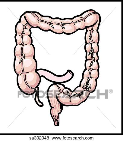 Stock Illustration - The sympathetic nervous system innervates the large intestine.. Fotosearch