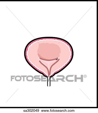 The sympathetic nervous system innervates the bladder. View Large Illustration Stock Illustration - The sympathetic nervous system innervates the bladder.. Fotosearch