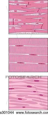 Three images of three different types of muscle viewed at the cellular level. View Large Illustration Stock Illustration - Three images of three different types of muscle viewed at the cellular level.. Fotosearch