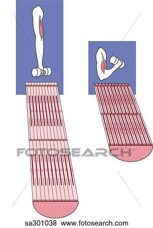 Two cross-sections of muscle fibers, (left) the muscle in a relaxed state, (right) the muscle contracted. Above each is corresponding image of arm with biceps highlighted while arm is relaxed or lifting a weight. View Large Illustration Stock Illustration - Two cross-sections of muscle fibers, (left) the muscle in a relaxed state, (right) the muscle contracted. Above each is corresponding image of arm with biceps highlighted while arm is relaxed or lifting a weight.. Fotosearch
