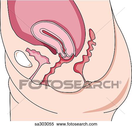 Stock Illustration - Typical anteversion position of the uterus.. Fotosearch