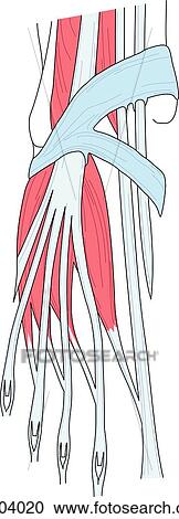 View of dorsum of foot demonstrating the superficial muscles and tendons of that area. View Large Illustration Clipart - View of dorsum of foot demonstrating the superficial muscles and tendons of that area.. Fotosearch