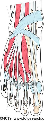 View of dorsum of foot demonstrating the muscles and tendons of that area. View Large Illustration Stock Illustration - View of dorsum of foot demonstrating the muscles and tendons of that area.. Fotosearch