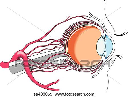 横の視野 の 眼球 そして 視神経 で そ 対応する 眼 Artery イラスト Sa Fotosearch
