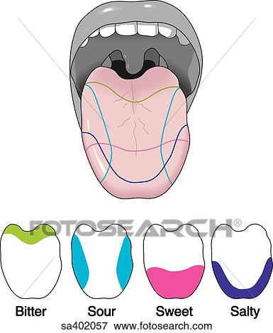 開いている口 で べろが拡張される 指摘 区域 それ 区別しなさい 味 Above ４ アウトライン の 舌 で 区域 ために 苦い 酸っぱい 甘い そして 塩辛い 示された Below イラスト Sa4057 Fotosearch